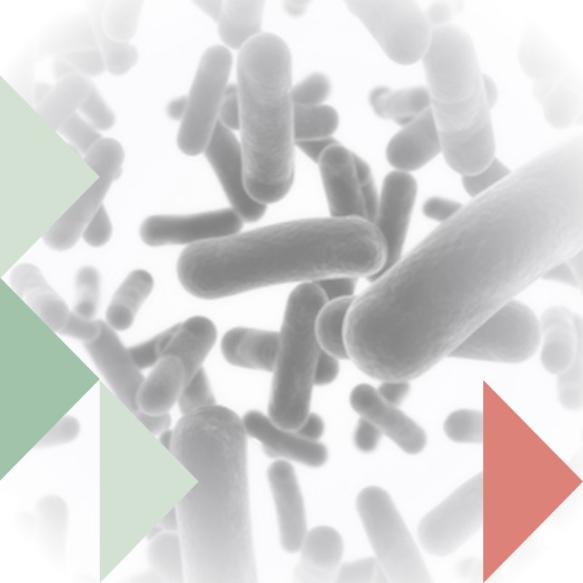 Bacteria
