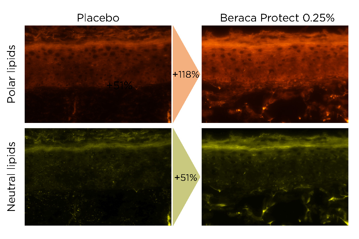Clariant_Image_Lipids-v2_2024_EN