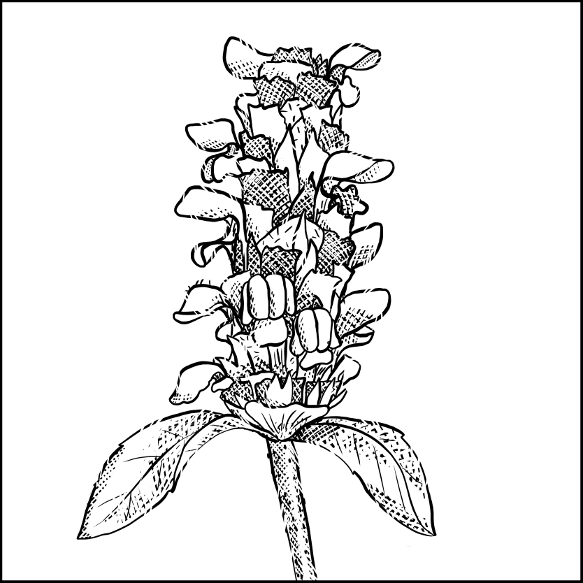 Prunella vulgaris