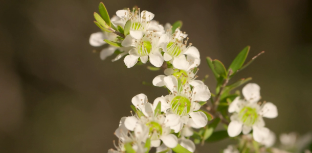 Clariant_Image_Jellybush-honey-v2_Melicica_2025