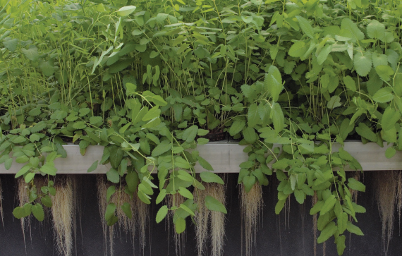 Clariant_Image_Sanguisorba-roots-aeroponics_2023