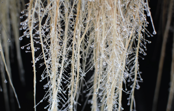 Clariant_Image_Sanguisorba-roots_2023