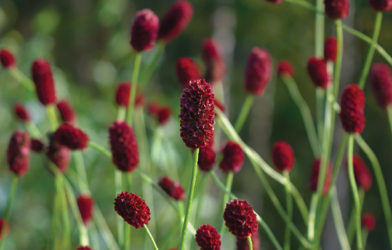 Clariant_Image_Sanguisorba_2023