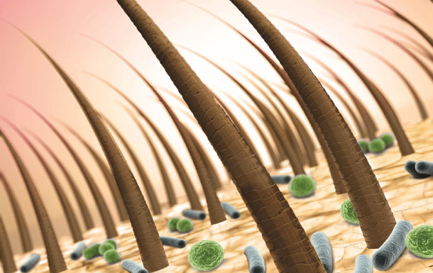 This image appears to be a close-up, possibly a microscopic or computer-generated illustration, of hair follicles on human skin. The brown structures are hair shafts emerging from the skin, and the green and blue shapes likely represent bacteria or microorganisms present on the skin's surface. This depiction highlights the natural presence of microbes on human skin and hair. If you have any specific questions or need more information about this image, feel free to ask!