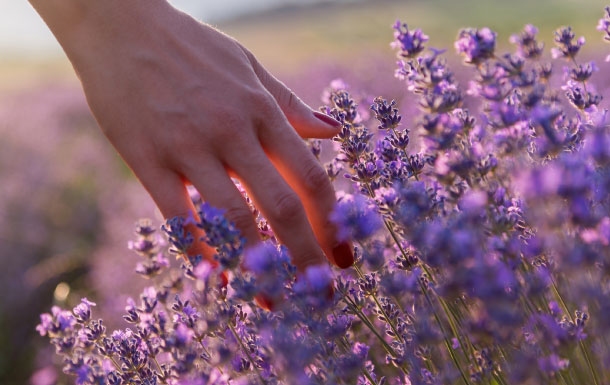 The image shows a close-up of a hand gently touching or brushing through a field of lavender flowers. The lavender flowers are purple and densely packed, creating a soft and serene atmosphere. The lighting suggests it might be either early morning or late afternoon, with a warm, golden glow illuminating the scene.