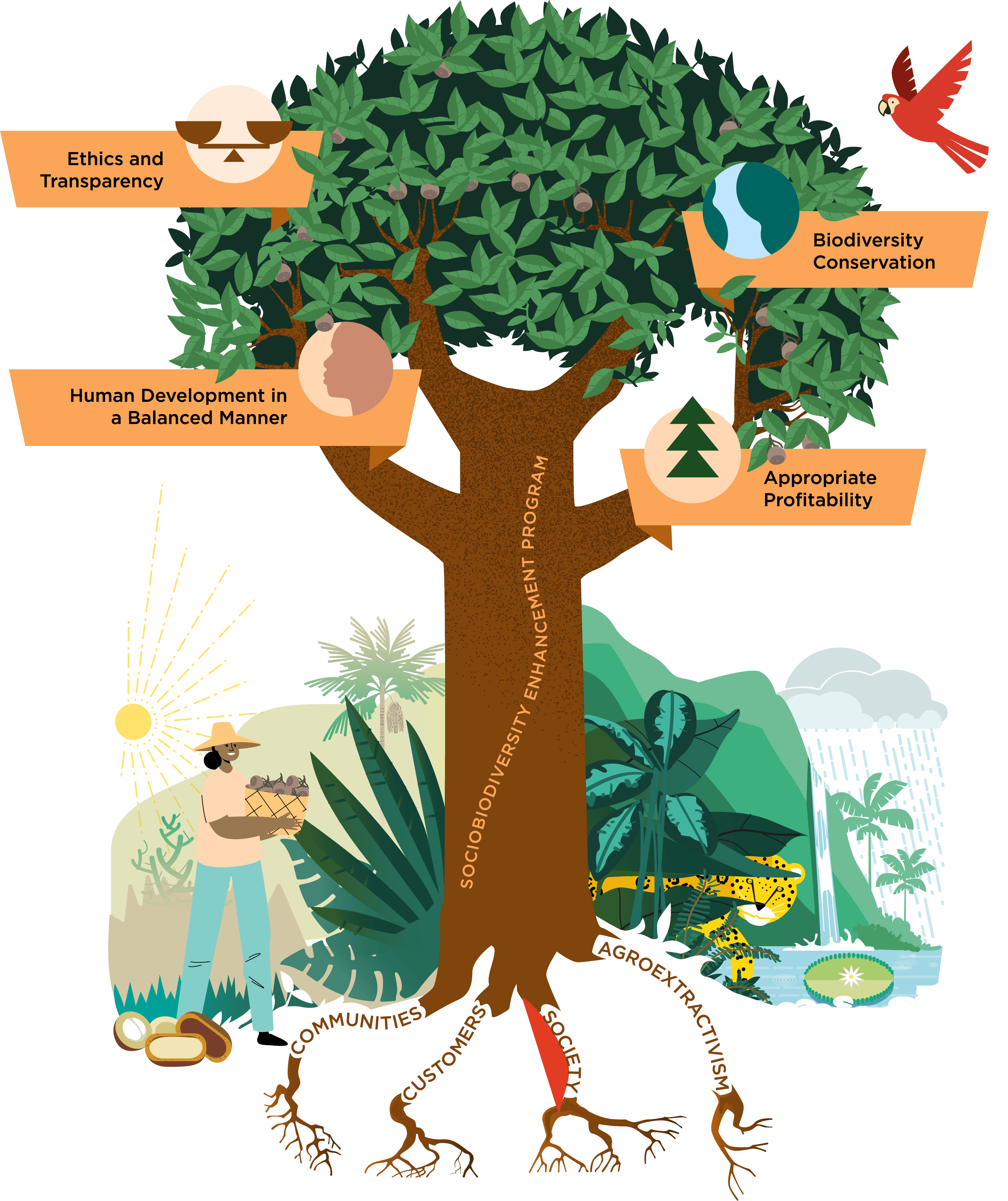 The image depicts a tree labeled "Sociobiodiversity Enhancement Program" with four key principles represented as branches:

1. Ethics and Transparency
2. Human Development in a Balanced Manner
3. Biodiversity Conservation
4. Appropriate Profitability

The tree is surrounded by natural elements such as a person harvesting, plants, a jaguar, a waterfall, and a bird, symbolizing the connection between human activity and nature within the program's framework.