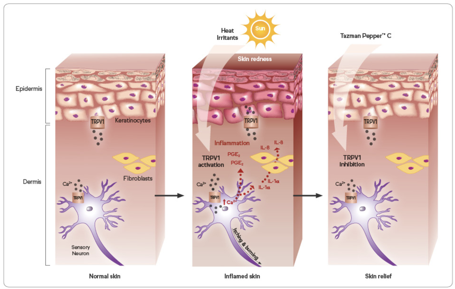 Tazman Pepper C-Diagram