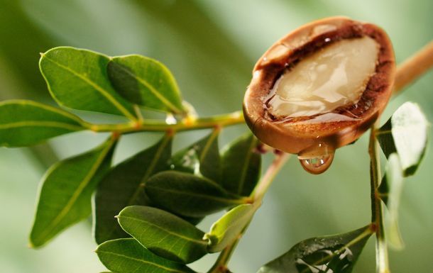 The image shows a close-up of a plant with green leaves and a seed pod. The seed pod appears to be open, revealing a glossy, translucent substance inside, which could be resin or sap. The plant's leaves are elongated and have a smooth texture. The focus on the seed pod and the liquid inside suggests that this plant might be of interest for its resin or sap, possibly used for medicinal or cosmetic purposes. The background is blurred, highlighting the plant and its features.