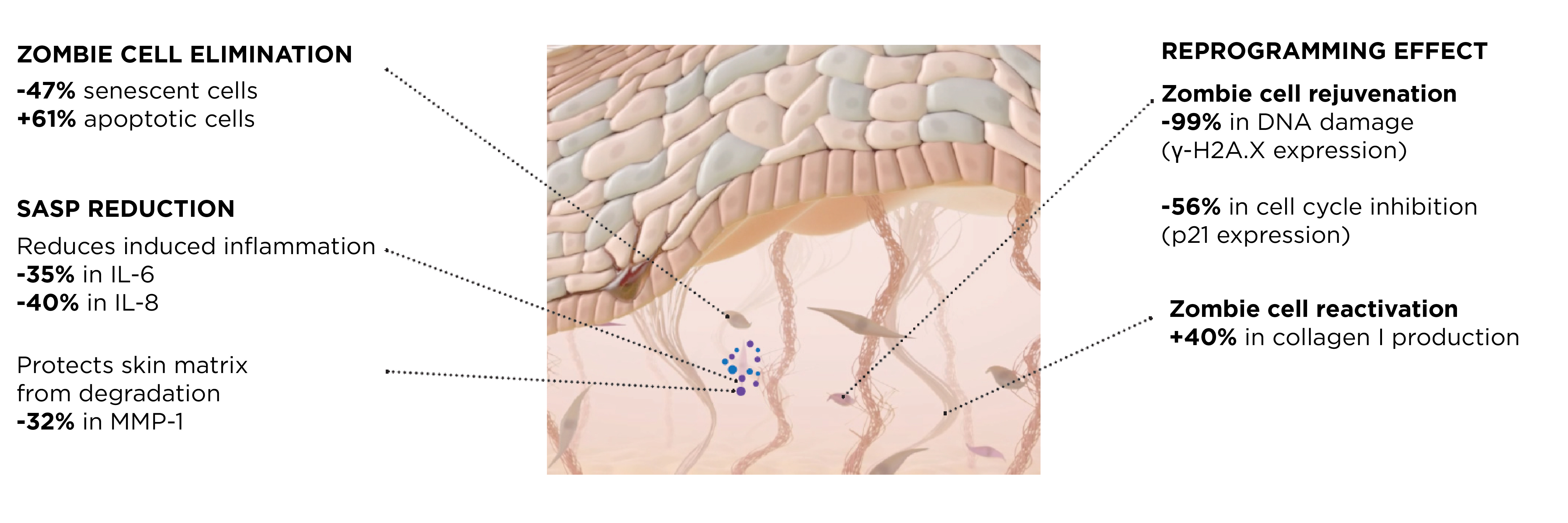 The image is an infographic about **skin “zombie cell” elimination and reprogramming effects**. It presents several claimed biological outcomes:

### Left side
**Zombie cell elimination**
- **-47%** senescent cells
- **+61%** apoptotic cells

**SASP reduction**
- Reduces induced inflammation
- **-35%** in IL-6
- **-40%** in IL-8

**Protects skin matrix from degradation**
- **-32%** in MMP-1

### Right side
**Reprogramming effect**

**Zombie cell rejuvenation**
- **-99%** in DNA damage  
  *(γ-H2A.X expression)*

- **-56%** in cell cycle inhibition  
  *(p21 expression)*

**Zombie cell reactivation**
- **+40%** in collagen I production

### Center visual
A stylized skin cross-section with dotted lines pointing from the text claims to different areas of the illustration.

If you want, I can also:
- **summarize this in simpler language**
- **extract all text exactly**
- **analyze whether the claims look scientifically credible**