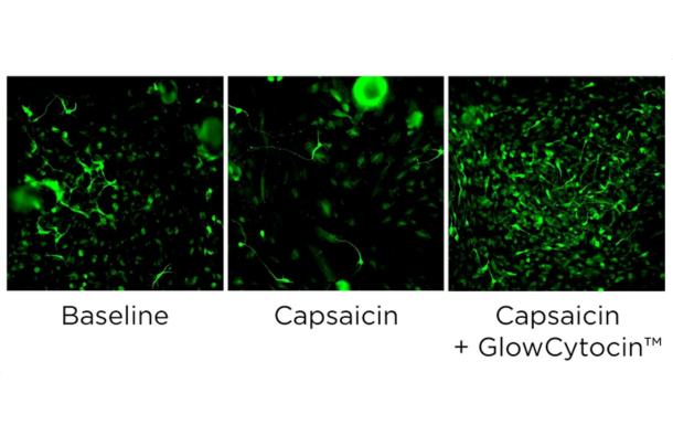 Fluorescent microscopy images showing cellular response under Baseline, Capsaicin, and Capsaicin with GlowCytocin treatment conditions.