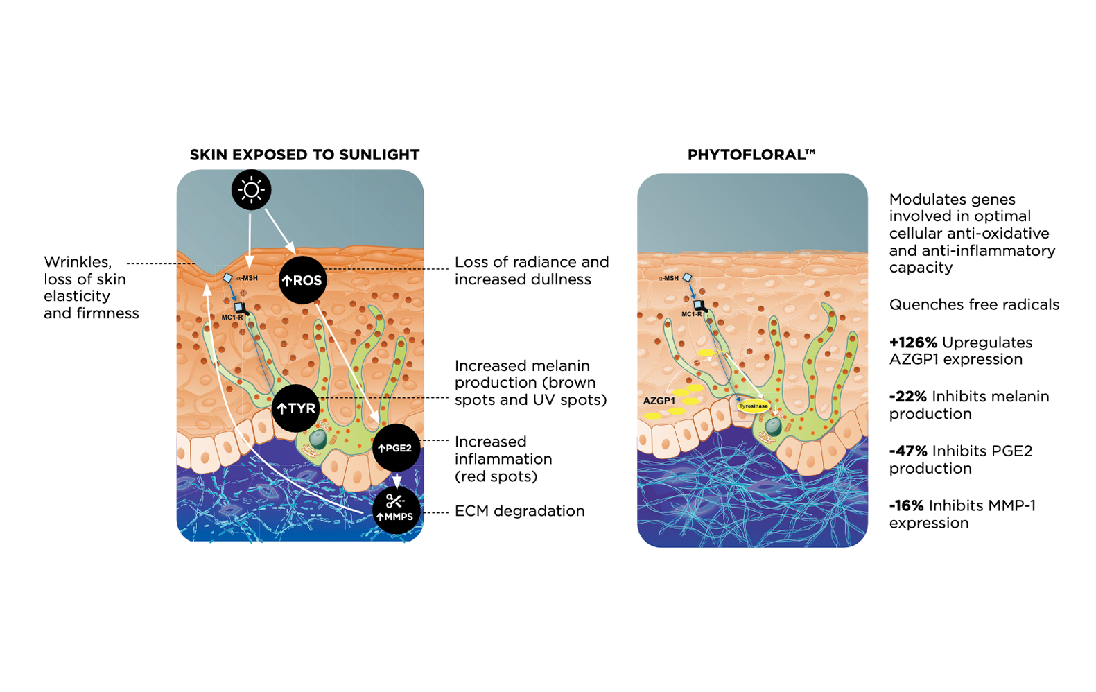 The image compares the effects of sunlight exposure on skin versus the effects of a product or compound called PHYTOFLORAL™ on skin.

### Skin Exposed to Sunlight (Left Side):
- **Increased ROS (Reactive Oxygen Species):** Leads to oxidative stress.
- **Increased TYR (Tyrosinase):** Causes increased melanin production, resulting in brown spots and UV spots.
- **Increased PGE2:** Leads to increased inflammation, visible as red spots.
- **Increased MMPs (Matrix Metalloproteinases):** Causes ECM (extracellular matrix) degradation.
- **Visible Effects:** Wrinkles, loss of skin elasticity and firmness, loss of radiance, and increased dullness.

### PHYTOFLORAL™ (Right Side):
- **Modulates genes involved in optimal cellular anti-oxidative and anti-inflammatory capacity.**
- **Quenches free radicals.**
- **+126% Upregulates AZGP1 expression:** AZGP1 is likely involved in skin health.
- **-22% Inhibits melanin production:** Reduces brown spots and UV spots.
- **-47% Inhibits PGE2 production:** Reduces inflammation.
- **-16% Inhibits MMP-1 expression:** Prevents ECM degradation.

### Summary:
- Sunlight exposure causes oxidative stress, inflammation, increased melanin production, and ECM degradation, leading to skin aging signs like wrinkles, dullness, and spots.
- PHYTOFLORAL™ counteracts these effects by enhancing antioxidant and anti-inflammatory responses, reducing melanin production, inflammation, and ECM degradation, thereby promoting healthier skin.