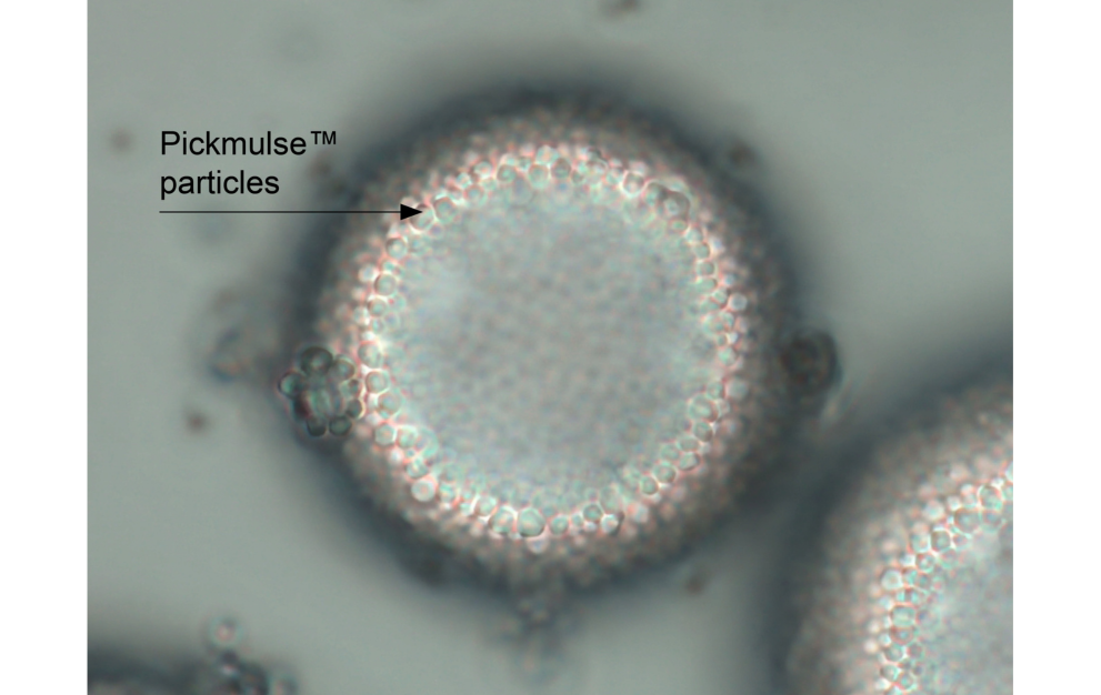 The image shows a microscopic view of a spherical structure with a label pointing to "Pickmulse™ particles." These particles appear to form a layer around the sphere, suggesting they might be used as a stabilizing agent or coating. Pickmulse™ is likely a trademarked product, possibly used in applications such as emulsions, encapsulation, or other formulations where particle stabilization is required. The image provides a close-up view, highlighting the arrangement and distribution of these particles on the surface of the sphere.