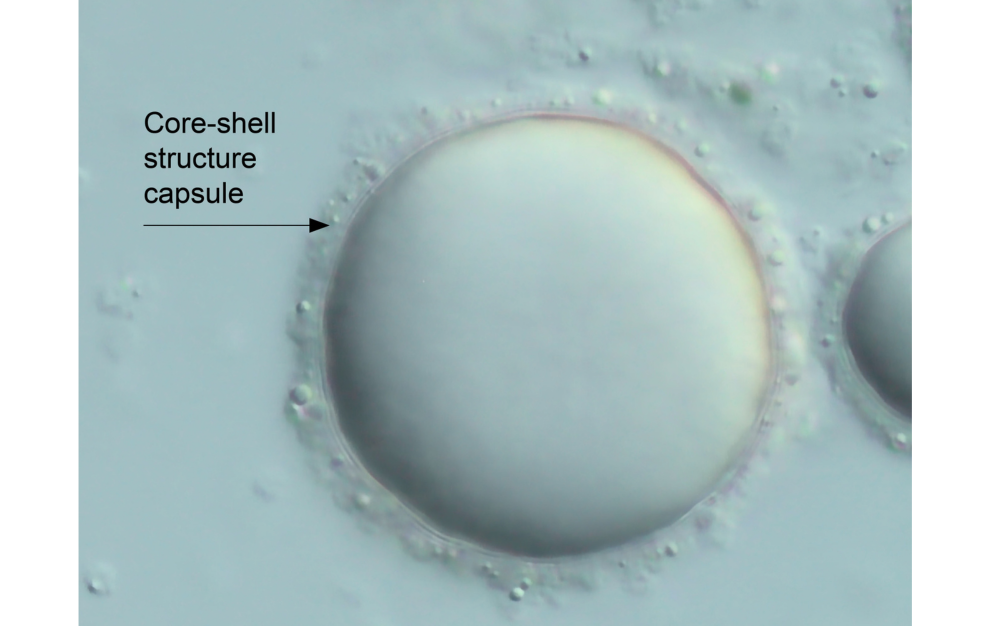 The image shows a microscopic view of a core-shell structure capsule. This type of capsule typically consists of a core material surrounded by a shell layer. Core-shell structures are often used in various applications, including drug delivery, food technology, and materials science, due to their ability to encapsulate and protect active ingredients or substances. The shell can provide a barrier to environmental factors, control the release of the core material, or enhance the stability of the encapsulated substance.