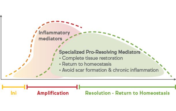 The image is a graph illustrating the process of inflammation and resolution in the body. It shows two overlapping curves representing the activity of inflammatory mediators and specialized pro-resolving mediators over time.

1. **Inflammatory Mediators (Orange Curve)**:
   - This curve rises during the initial and amplification phases of inflammation.
   - Inflammatory mediators are responsible for initiating and amplifying the inflammatory response to injury or infection.

2. **Specialized Pro-Resolving Mediators (Green Curve)**:
   - This curve rises as the inflammatory mediators begin to decline.
   - These mediators are crucial for the resolution phase, leading to complete tissue restoration, return to homeostasis, and avoidance of scar formation and chronic inflammation.

3. **Phases**:
   - **Initiation (Ini)**: The beginning of the inflammatory response.
   - **Amplification**: The phase where inflammatory mediators are at their peak, enhancing the inflammatory response.
   - **Resolution - Return to Homeostasis**: The phase where specialized pro-resolving mediators take over, leading to the resolution of inflammation and restoration of normal tissue function.

The graph emphasizes the importance of a balanced inflammatory response, where the resolution phase is crucial to prevent chronic inflammation and promote healing.