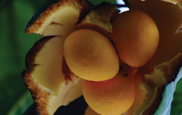 The image shows a close-up of a fruit cluster with several round, orange-yellow fruits or seeds inside a split-open husk or shell. The outer shell looks thick and brownish, and the background is blurred green.