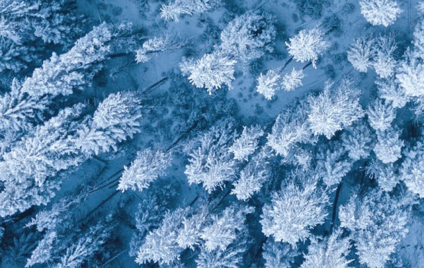 Aerial view of snow-covered trees in a winter forest
