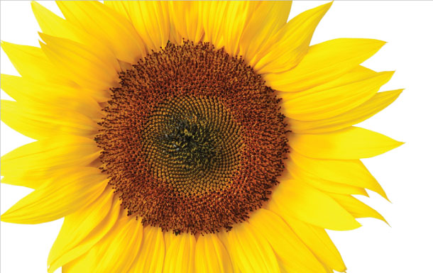 A sunflower.