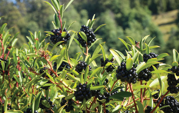 Green leafy bush with clusters of shiny black berries in a natural outdoor setting.