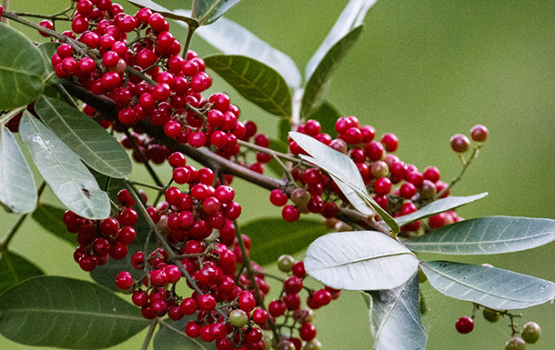 The image shows clusters of small red berries growing on a branch with elongated green leaves.