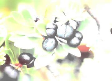 Tazman Pepper™: To protect ans calm reactive skin! Launched at in-cosmetics 2014 in Hamburg