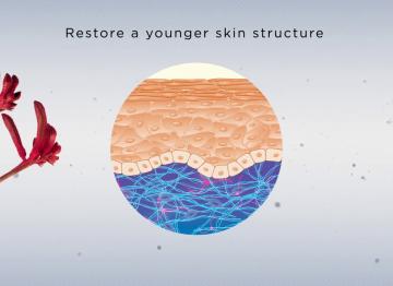 SKINectura™ - Flower nectar for younger skin structure