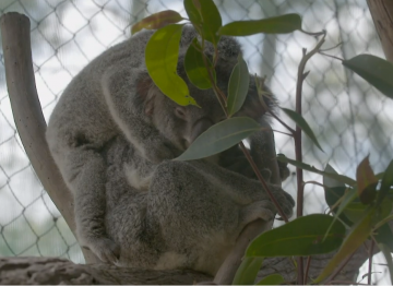 Behind the Scenes Chapter 4: Supporting Friends of the Koala