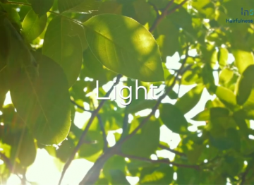 Insperal™ - Hairfulness Conditioner