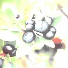 Tazman Pepper™: To protect ans calm reactive skin! Launched at in-cosmetics 2014 in Hamburg