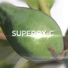 Superox-C™: Illuminate your skin! Launched at in-Cosmetics 2014 in Hamburg