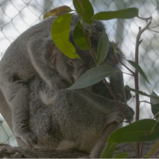 Behind the Scenes Chapter 4: Supporting Friends of the Koala