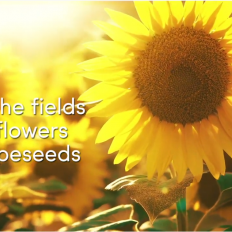 Heliosoft™ - The mild and soft lamellar emulsifier