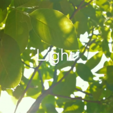 Insperal™ - Hairfulness Conditioner